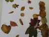 IMG_20201103_133105