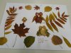 IMG_20201103_133455