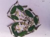 LandArt-Lea-5a